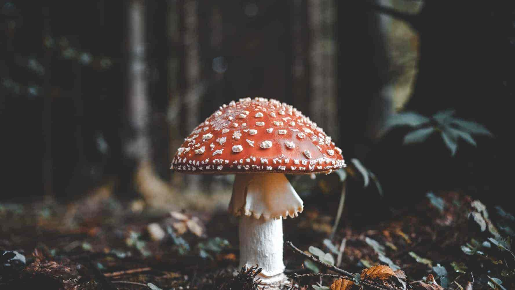 Dürfen Hunde Champignons essen?