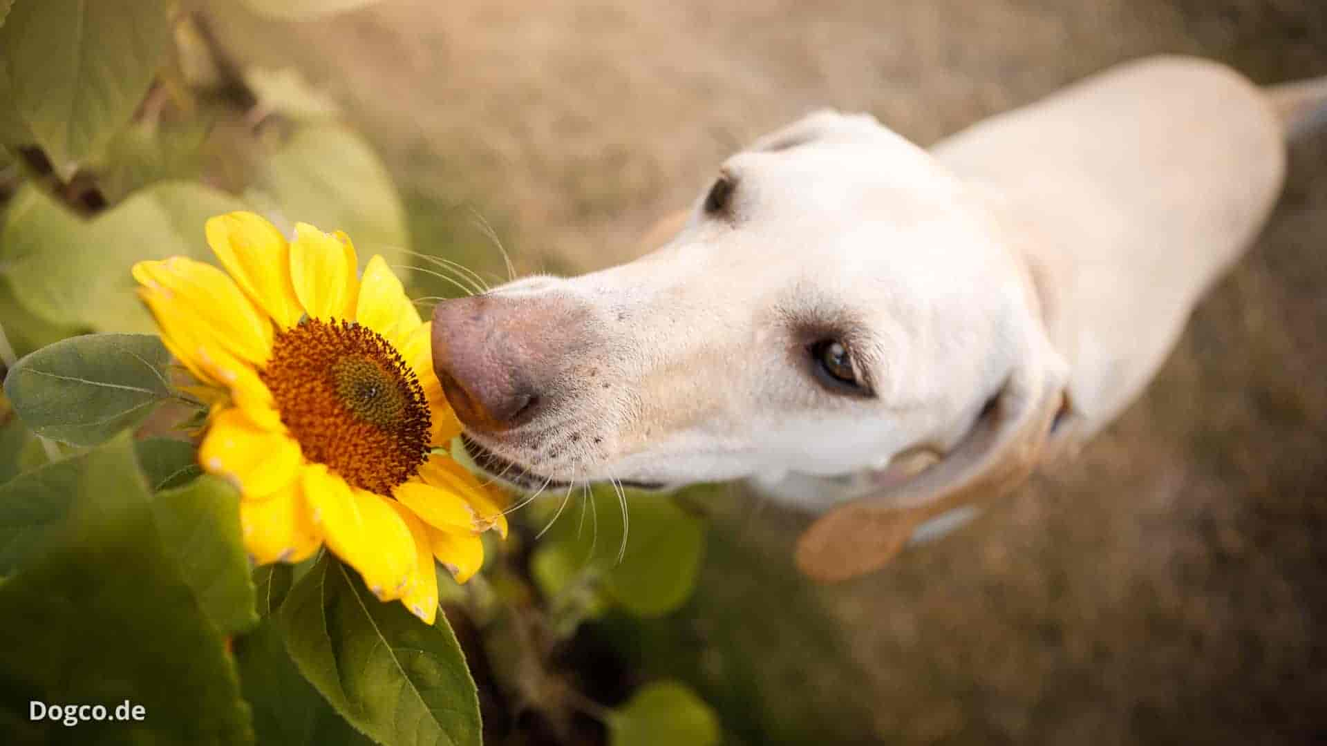 Dürfen Hunde Sonnenblumenkerne essen?