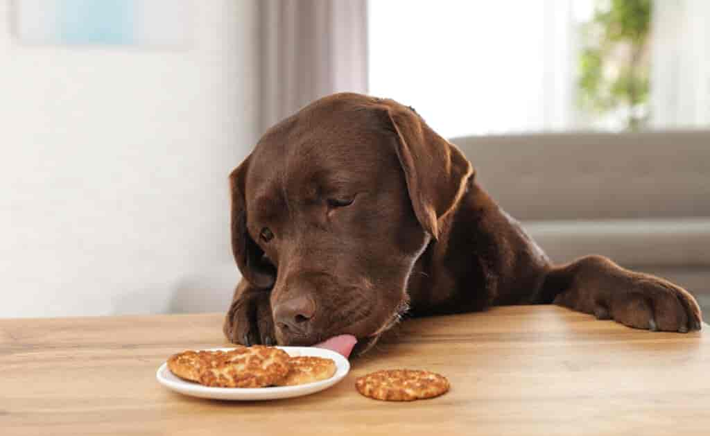 Dürfen Hunde Spekulatius essen? Die wichtige Weihnachts-Info