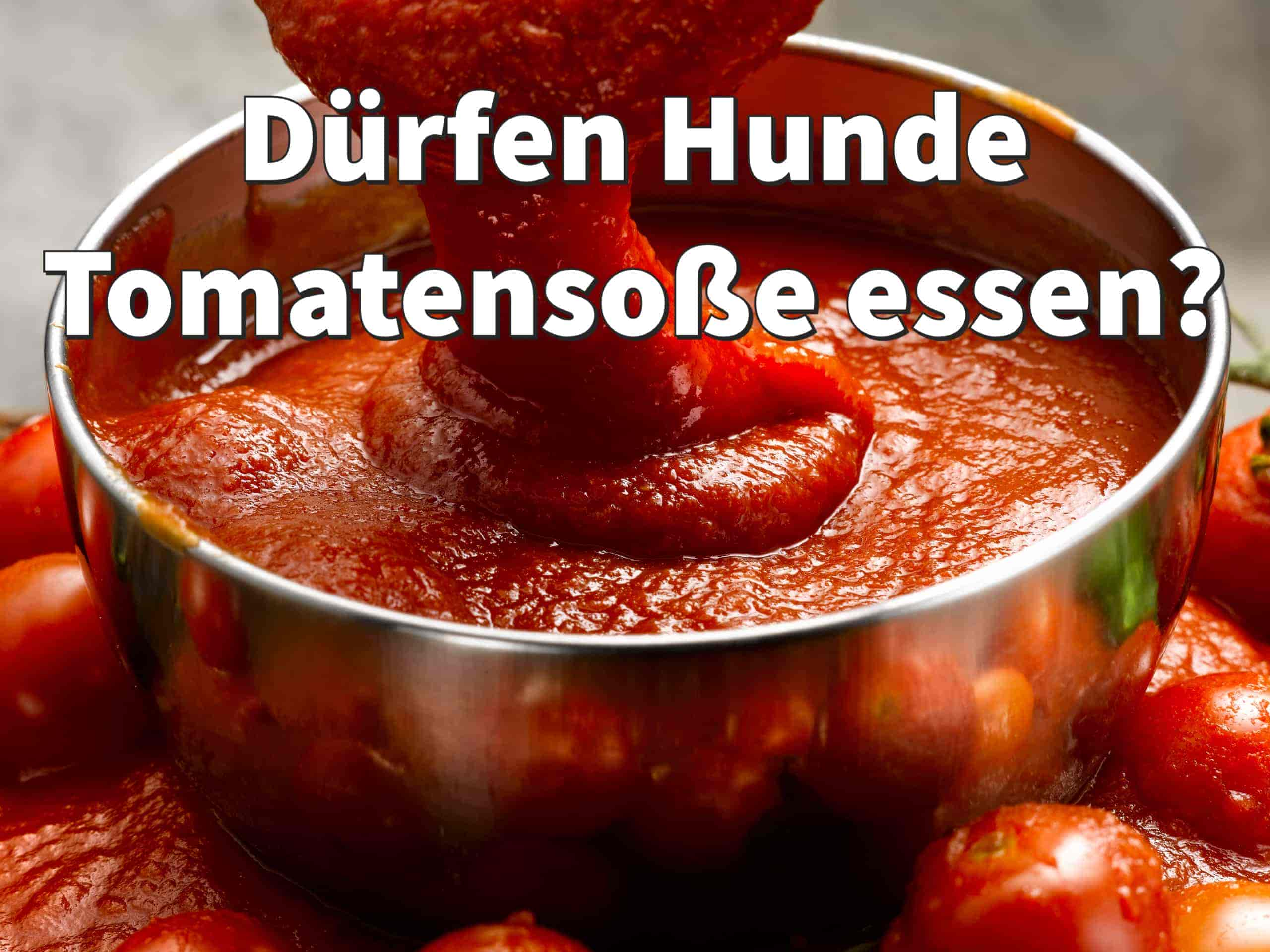 Dürfen Hunde Tomatensoße essen?