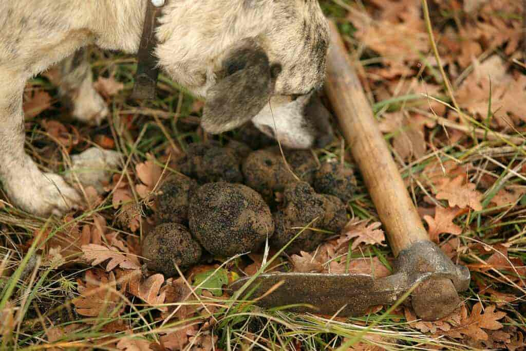 Dürfen Hunde Trüffel essen? Die spannende Antwort!