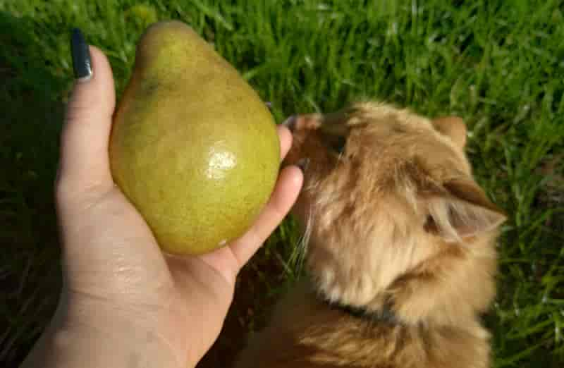 Können Katzen Birnen Essen?