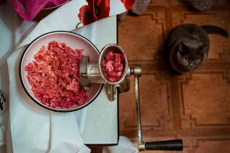 Hackfleisch eignet sich für Katzen nur gekocht