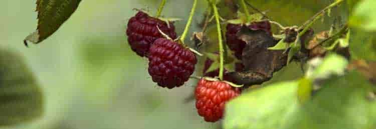 Himbeeren als Leckerbissen für Katzen