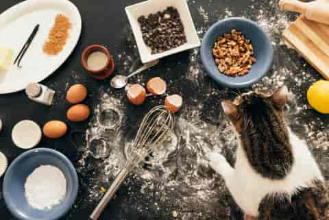 Nüsse Und Katzen: Dürfen Katzen Nüsse Essen?