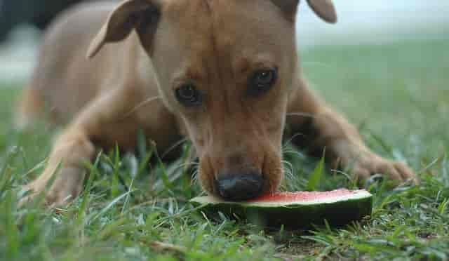 Ist Obst für meinen Hund oder meine Katze unbedenklich?