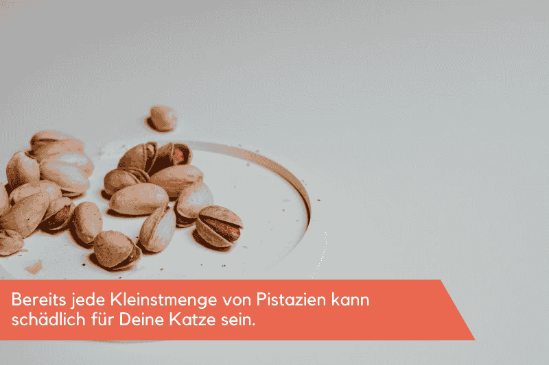 Dürfen Katzen Pistazien essen?