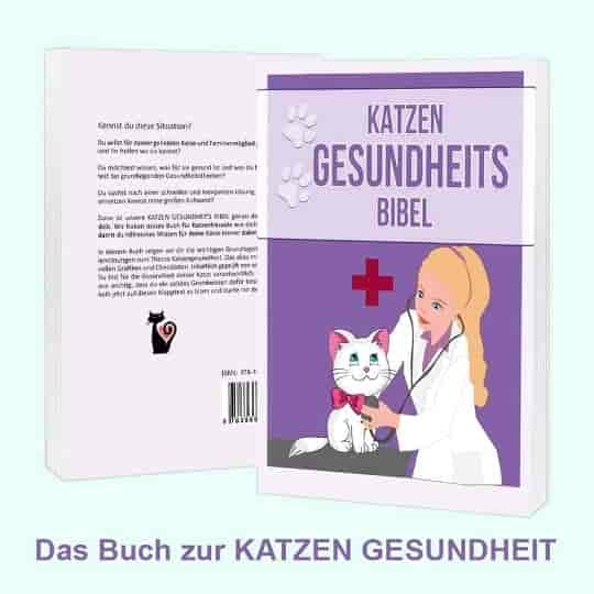 Dürfen Katzen Rührei essen?