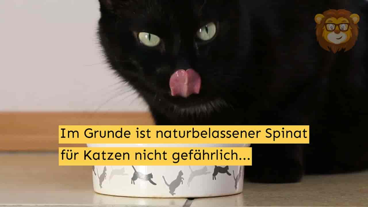 Dürfen Katzen Spinat essen?