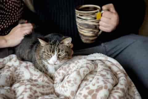 Können Katzen Tee Trinken? Risiken Und Vorteile Verstehen