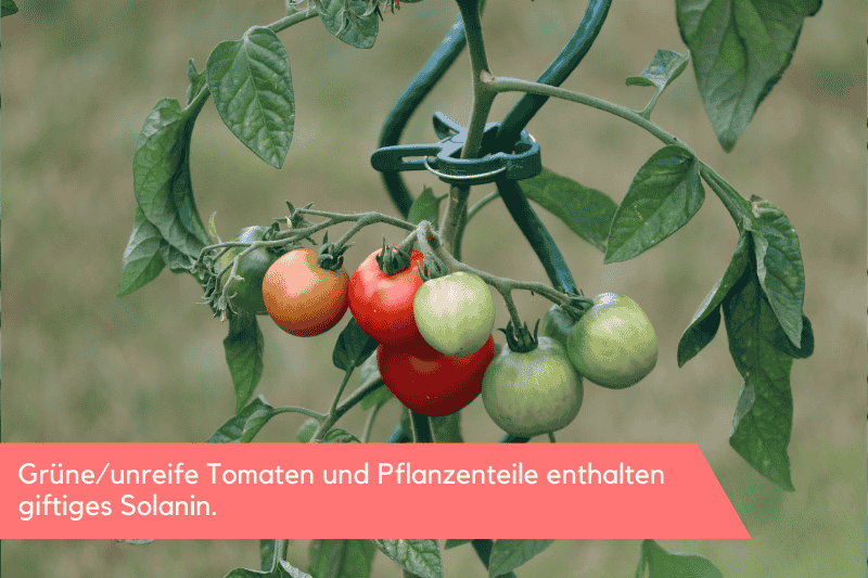 Dürfen Katzen Tomaten fressen?