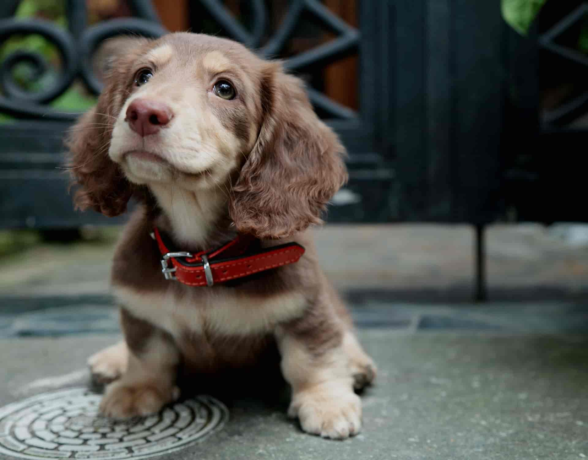 Hunde & Charaktereigenschaften: Das macht diese Rassen aus