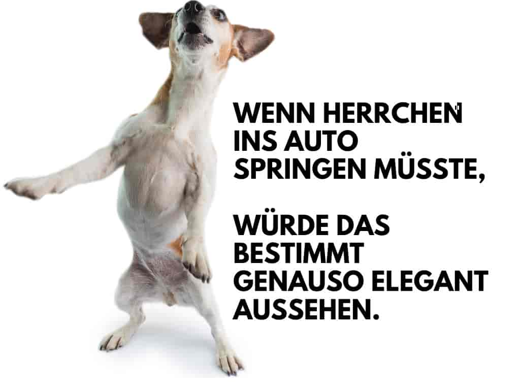 Hunderampe fürs Auto: So hilfst du deinem Hund, sicher ins Auto zu steigen