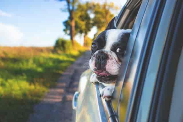 Hundeeis: So machst du Eis für Hunde selber