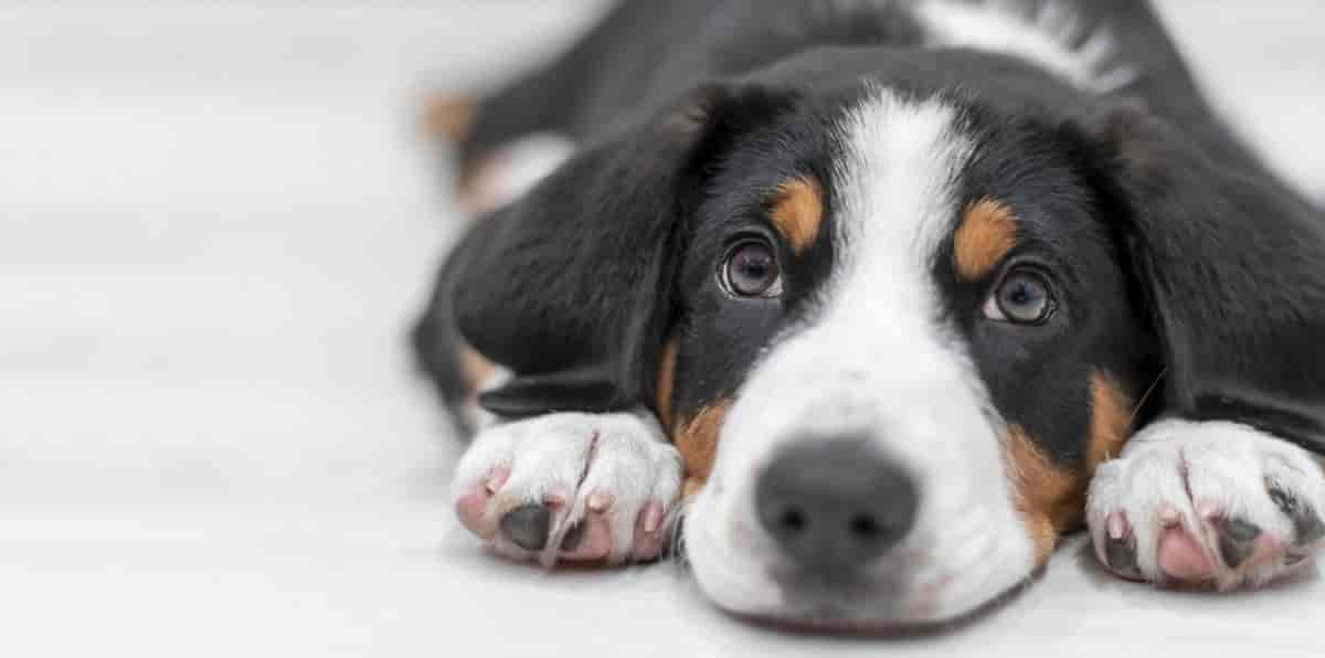 Entlebucher Mountain Dog