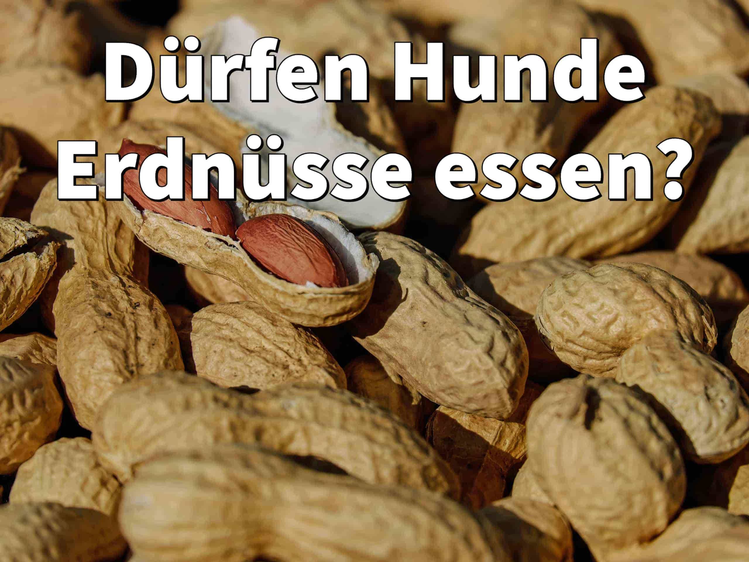 Dürfen Hunde Erdnüsse essen?