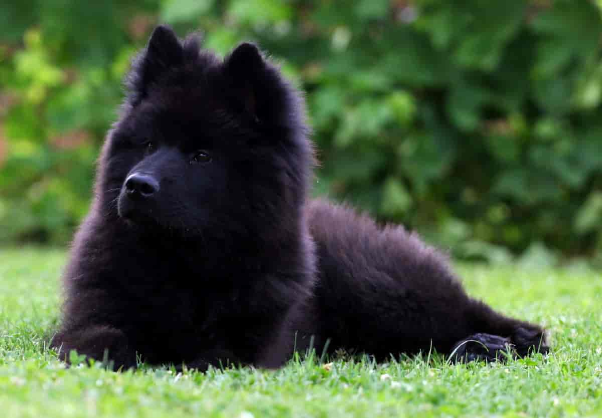 Eurasier