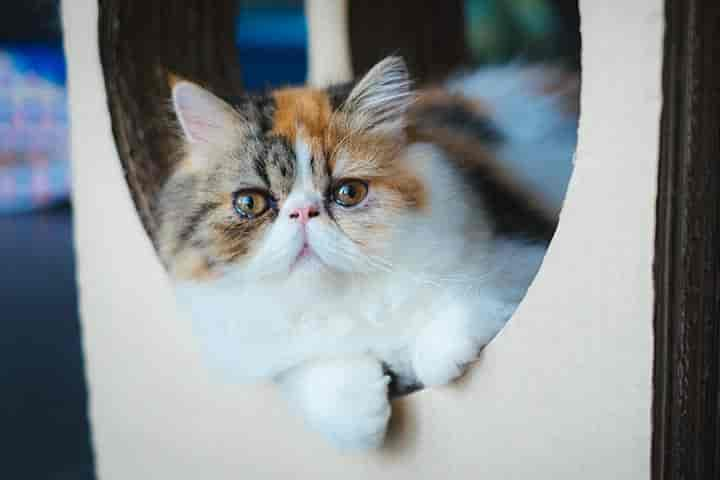 Exotic Shorthair