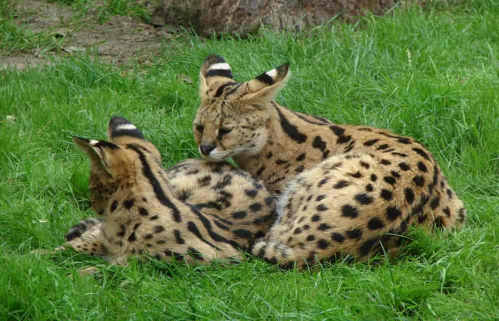 Savannah Cats: Facts, Details, and Breed Guide