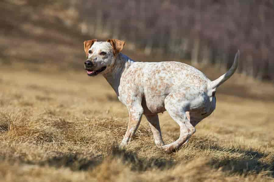 Fellfarben & Fellmuster: Ein maßgeblicher Faktor für das äußere Erscheinungsbild beim Hund