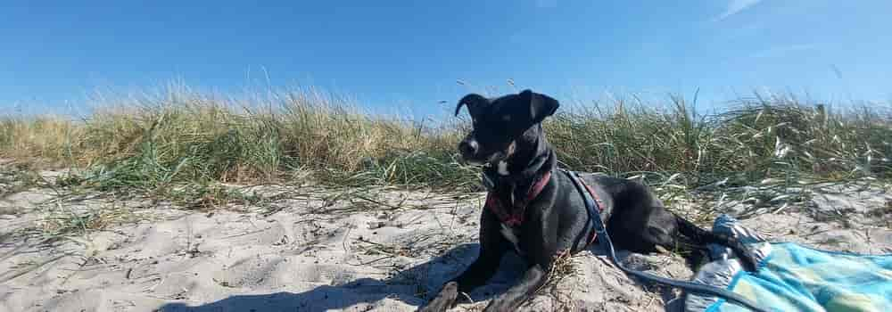 Ferienhaus-Urlaub an der Lübecker Bucht mit Hund