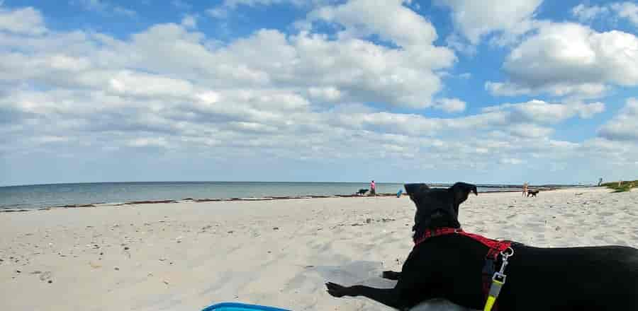 Ferienhaus-Urlaub mit Hund am Schönberger Strand - Hundestrände