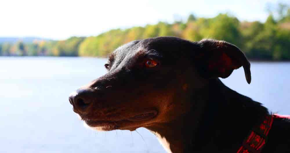 Ferienhaus-Urlaub: Eifel mit Hund - Seen + Ausflüge