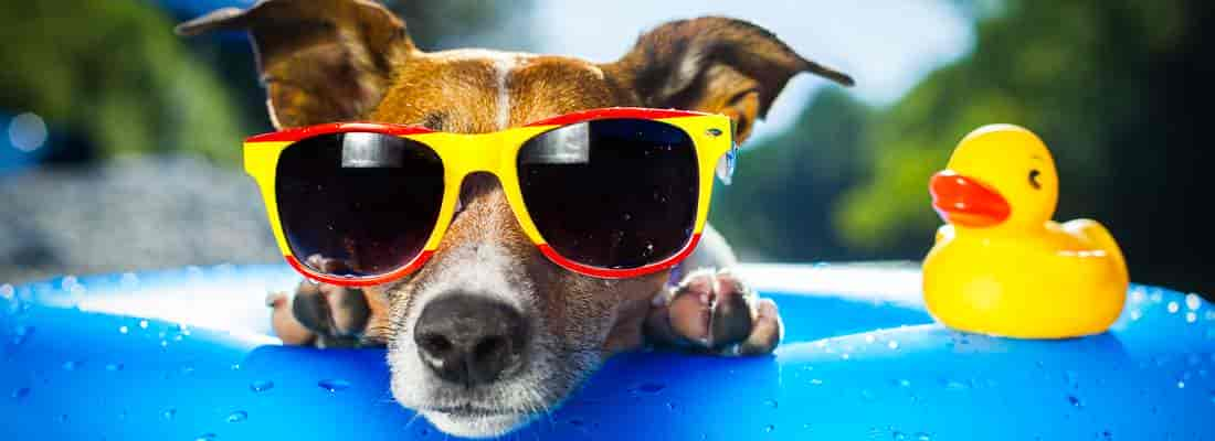 Schöner Urlaub im Ferienhaus mit Hund und Pool