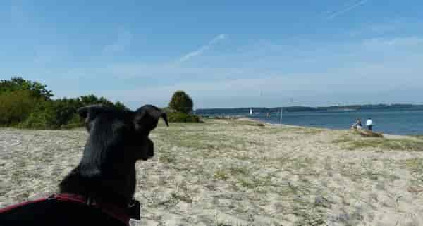 Laboe Urlaub mit Hund: Hundestrände