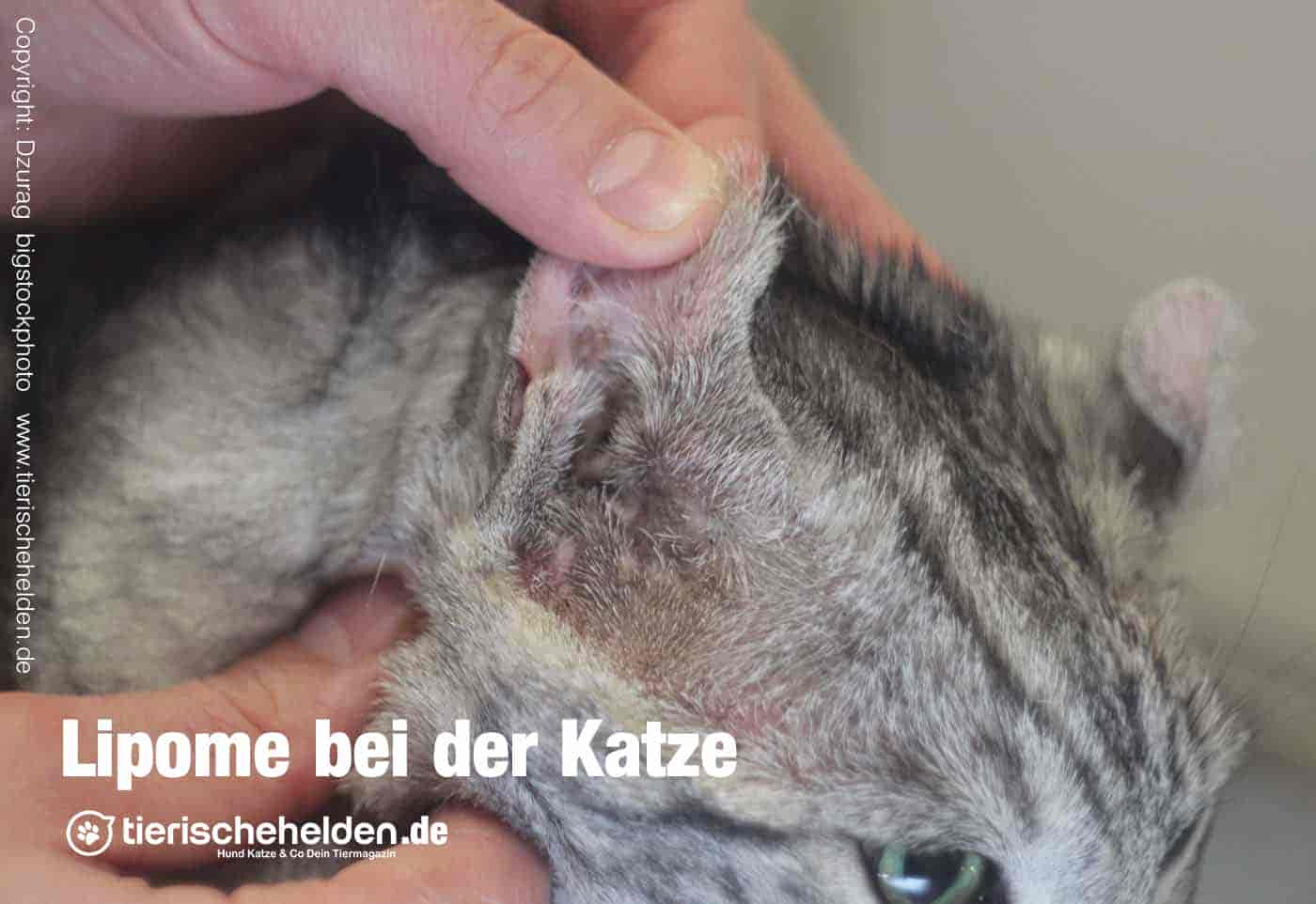 Fettknubbel bei der Katze – Lipome Symptome und Behandlung