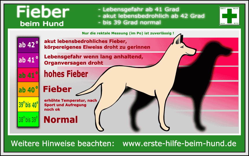 NOTFALL-CHECKLISTE :  Fieber beim Hund