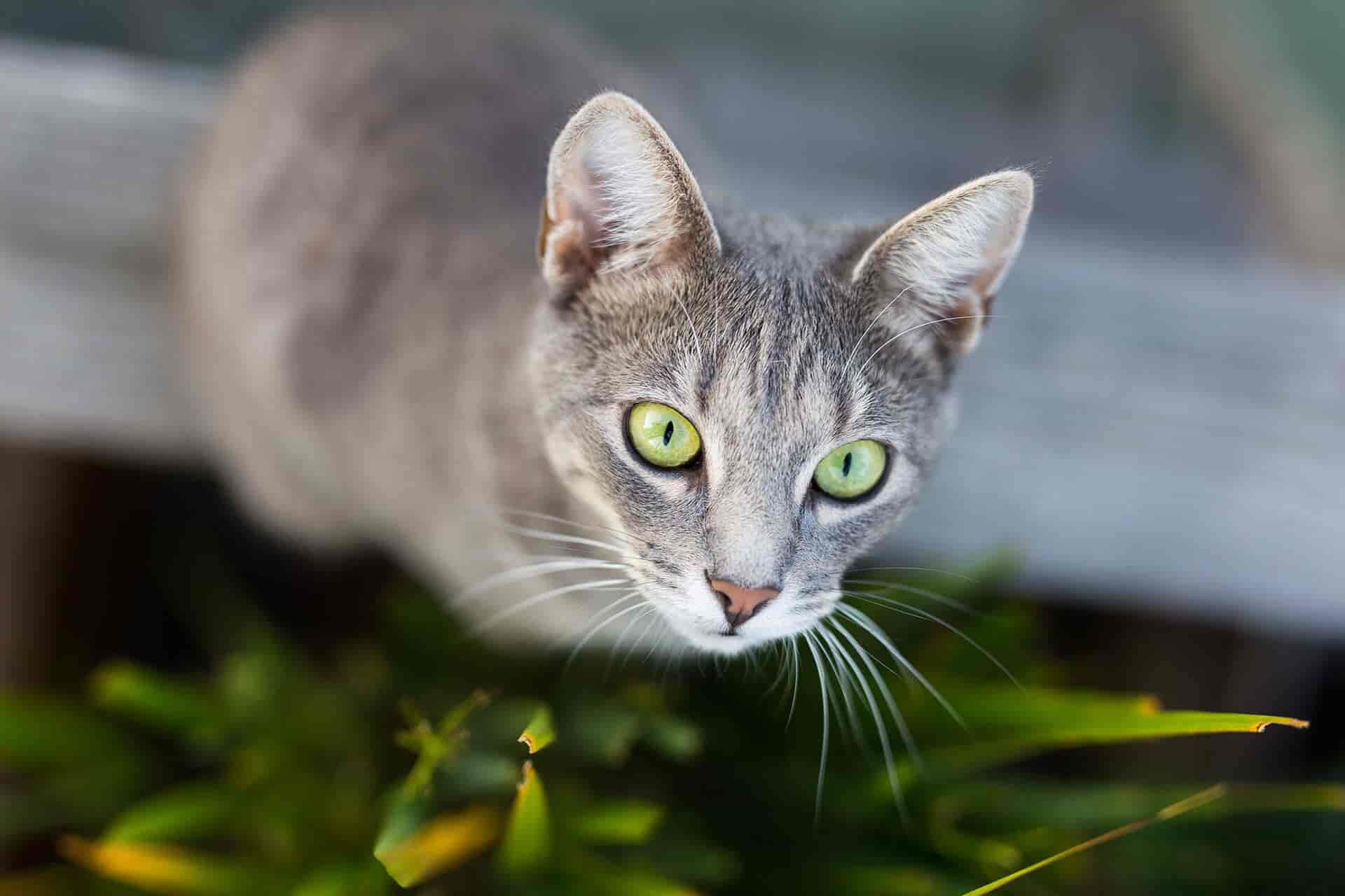 Katzen-Orientierungssinn: Warum findet deine Katze immer nach Hause?