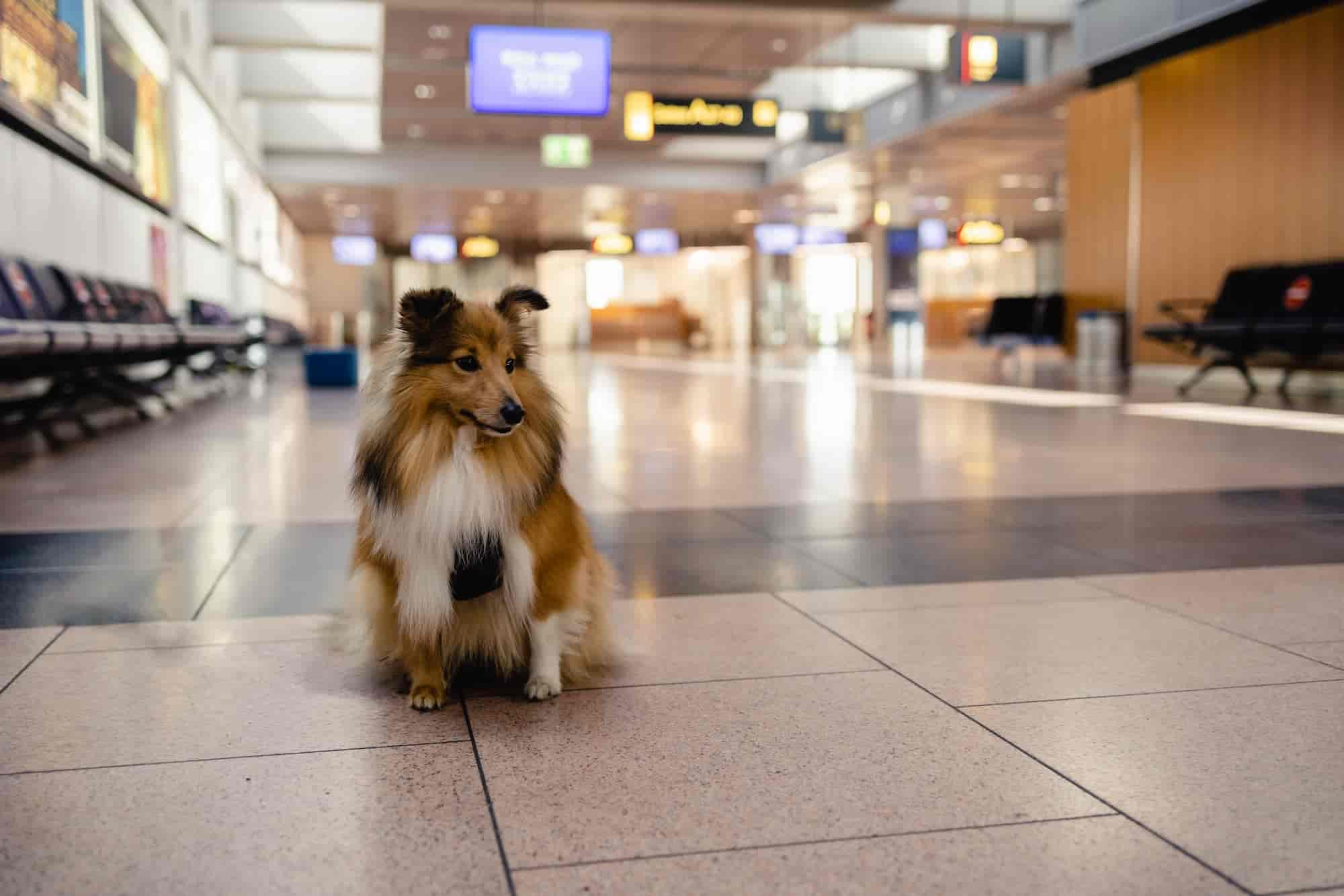 Fliegen mit Hund – Die besten Tipps für einen entspannten Flug