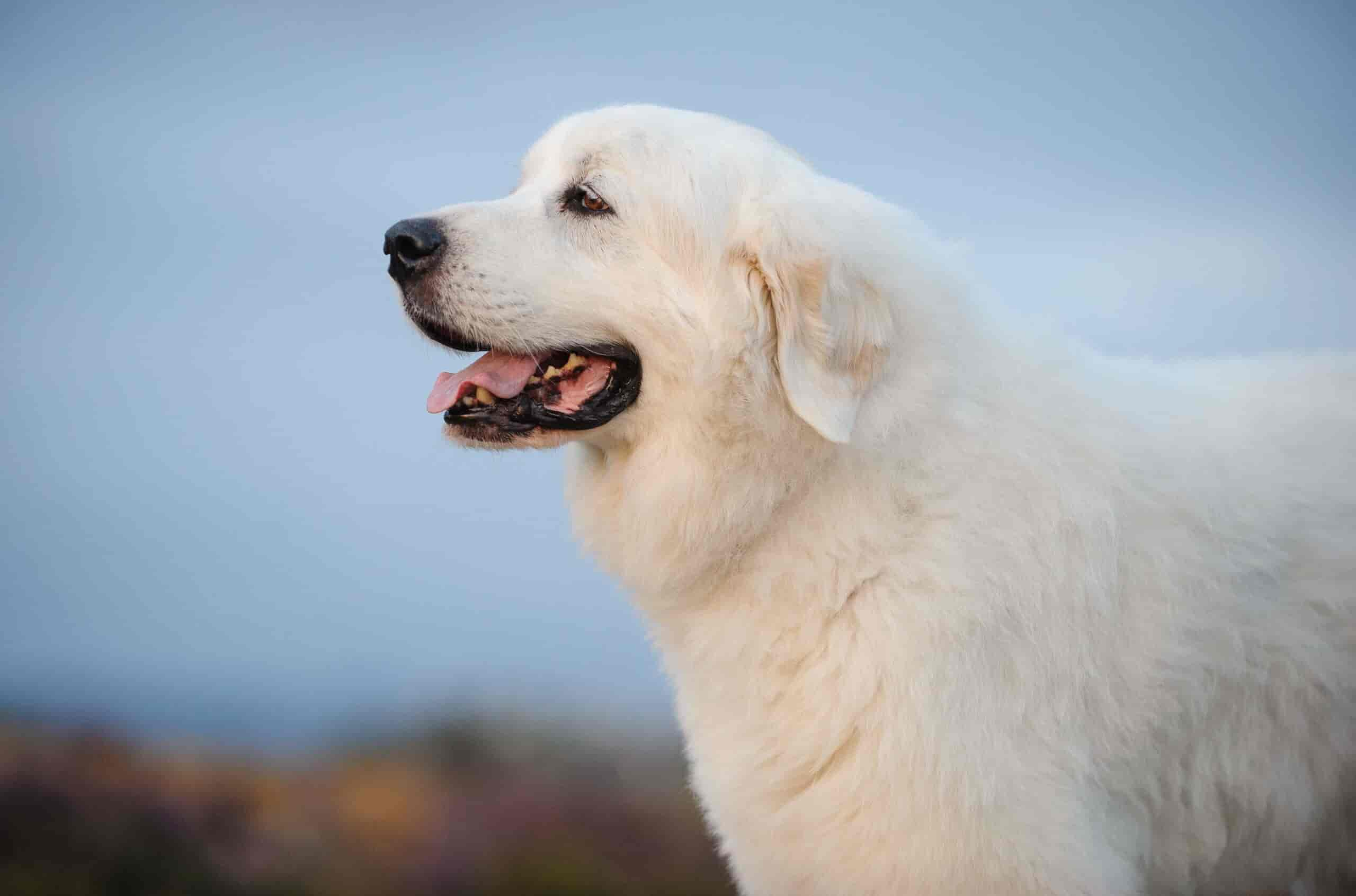 25 Fluffy Dogs You Simply Must Pet