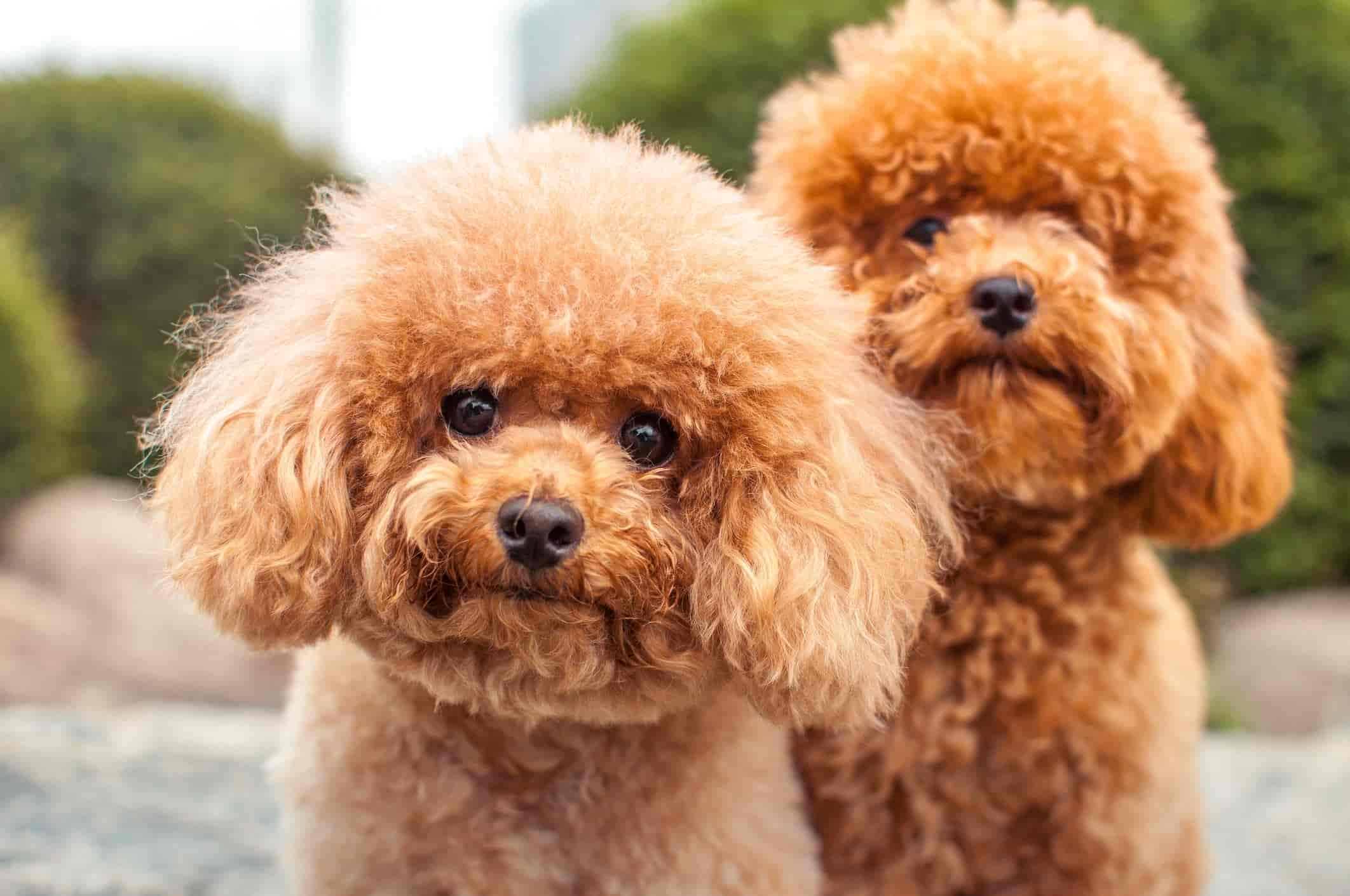 25 Fluffy Dog Breeds with Cloud-Like Coats