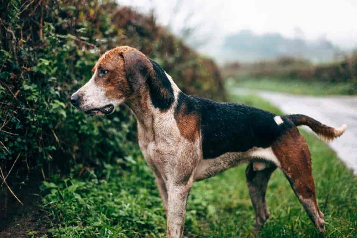 English Foxhound