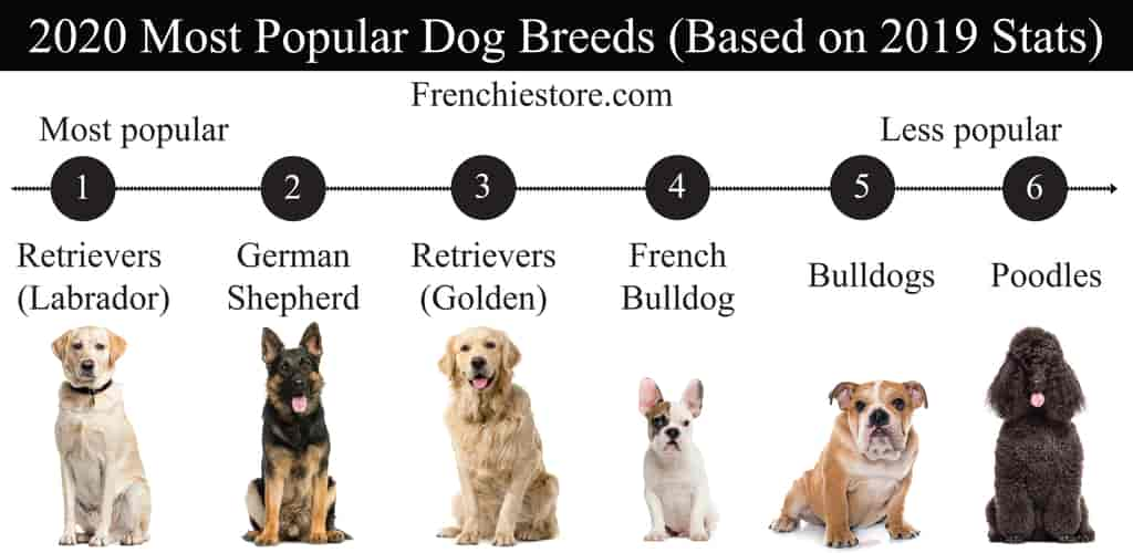 All about the French Bulldog Breed