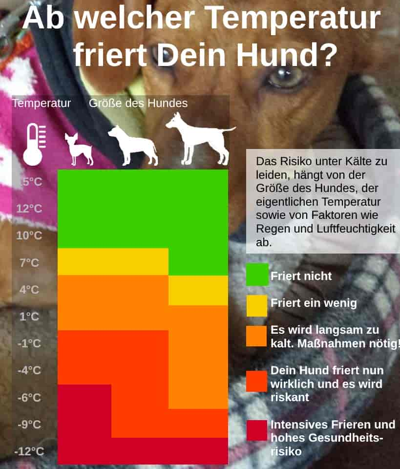 Ab welcher Temperatur friert ein Hund? - HUNDEBETTEN.shop