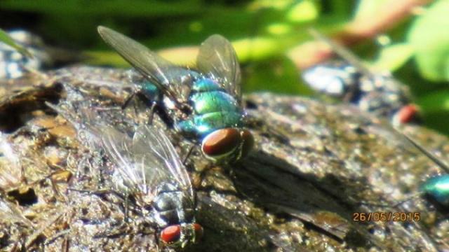 Erste Hilfe für Singvögel