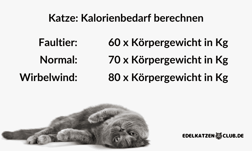 Futterrechner: Berechne die tägliche Futtermenge für deine Katze schnell und einfach