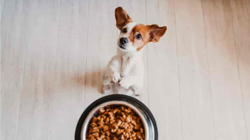 Fütterungstabelle für Hunde – Wie viel Futter braucht mein Hund wirklich?