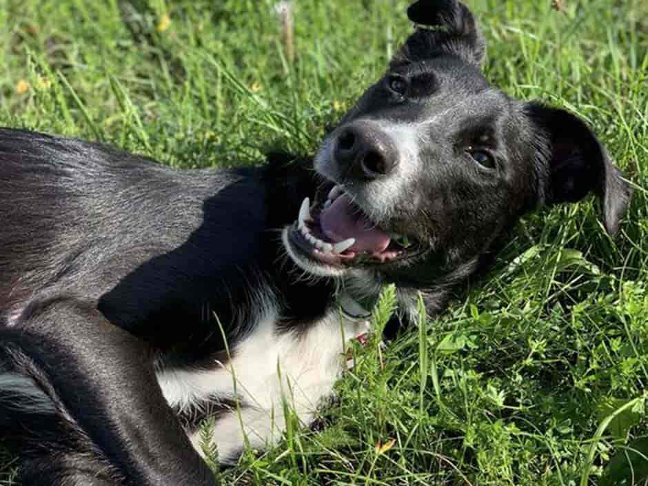 Garten für Hunde gestalten