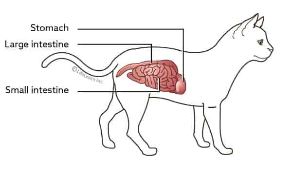 Gastritis in Cats