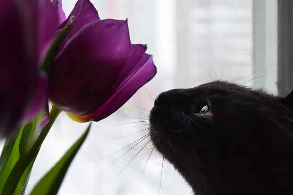 Schön, bunt und gefährlich: Giftige Pflanzen und Blumen für Katzen