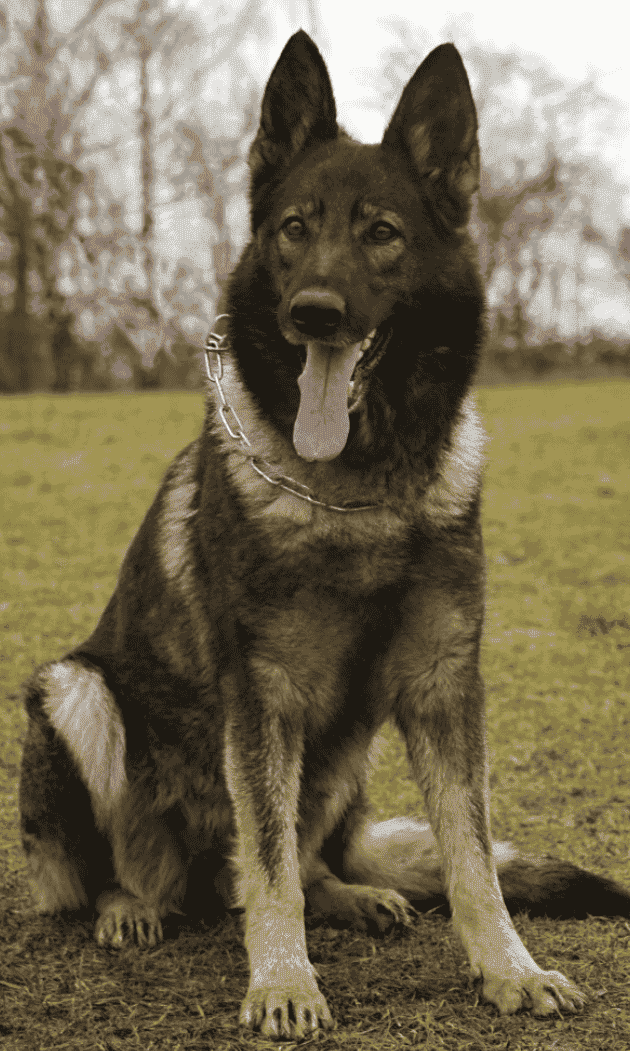 EuroHund German Shepherds