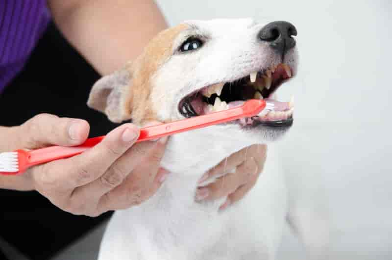 Gingivitis in Dogs: Causes, Signs, & Treatments