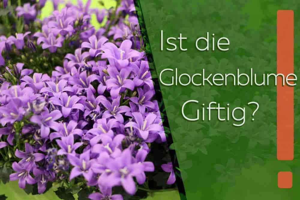 Wie giftig ist die Glockenblume? Gefahren für Kinder, Hunde und Katzen