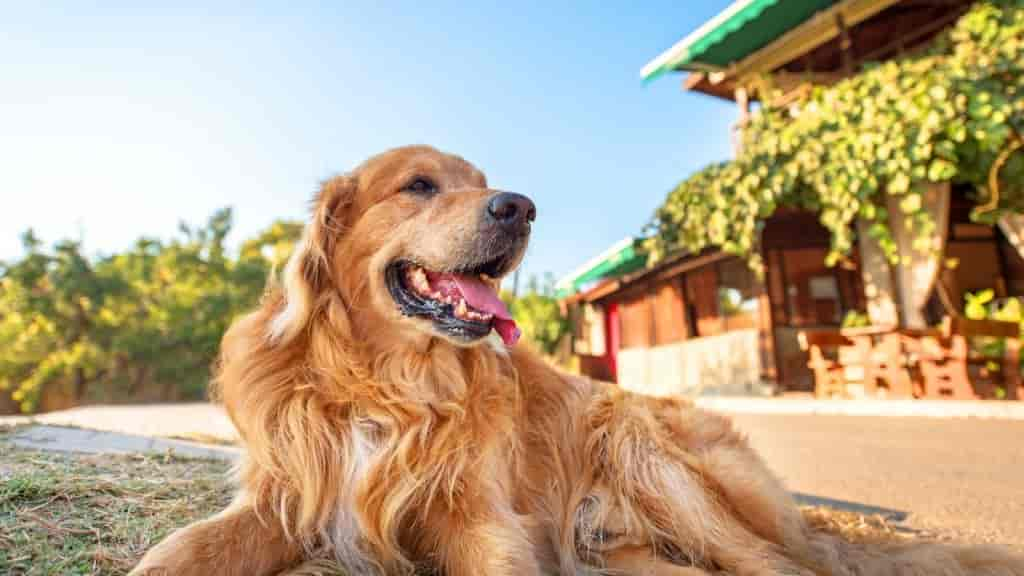 Types Of Golden Retrievers: Why There Are Really Only 3 Kinds