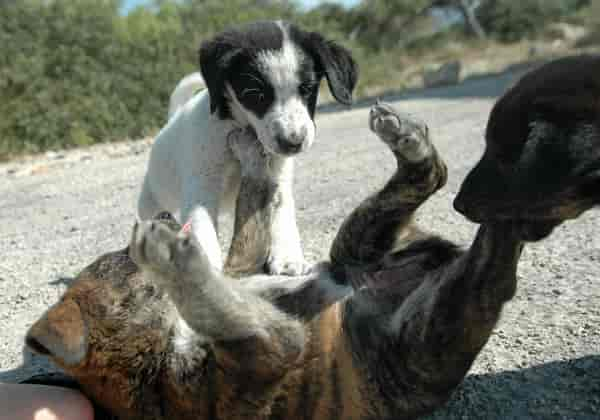 Urlaub mit Hund in Griechenland