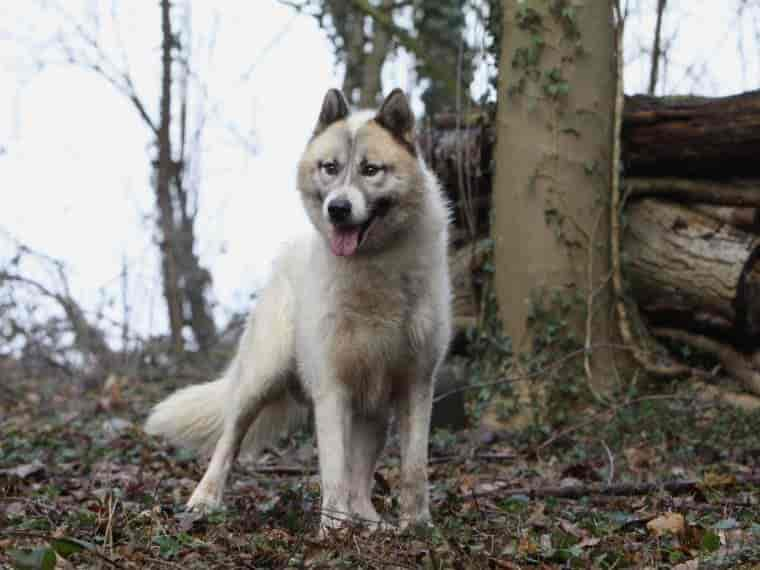 Grönlandhund im Rasseportrait